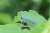 Saperda punctata